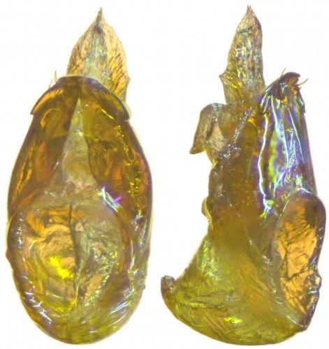 Bryaxis asturiensis